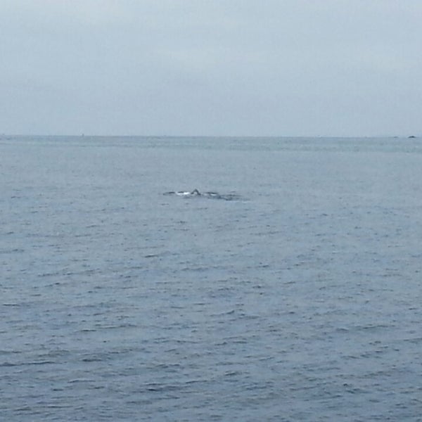 Photo taken at Dana Wharf Whale Watching by CJ L. on 3/30/2013