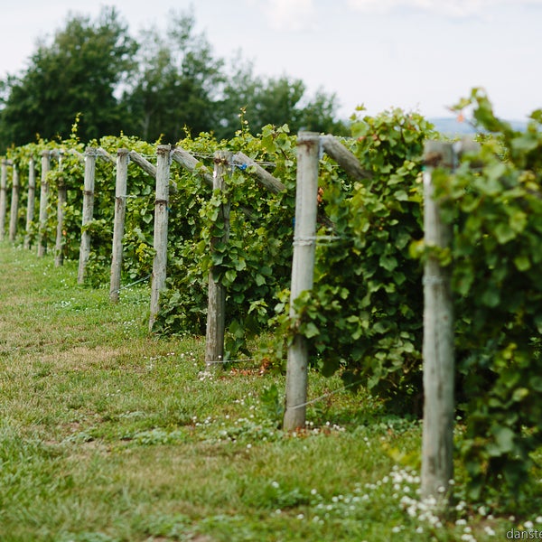 รูปภาพถ่ายที่ Ciccone Vineyard &amp; Winery โดย Ciccone Vineyard &amp; Winery เมื่อ 4/3/2014
