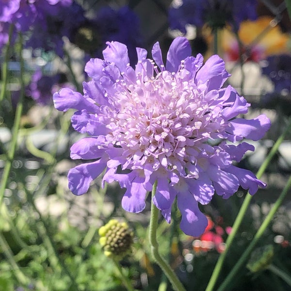 lowe's home improvement keller tx