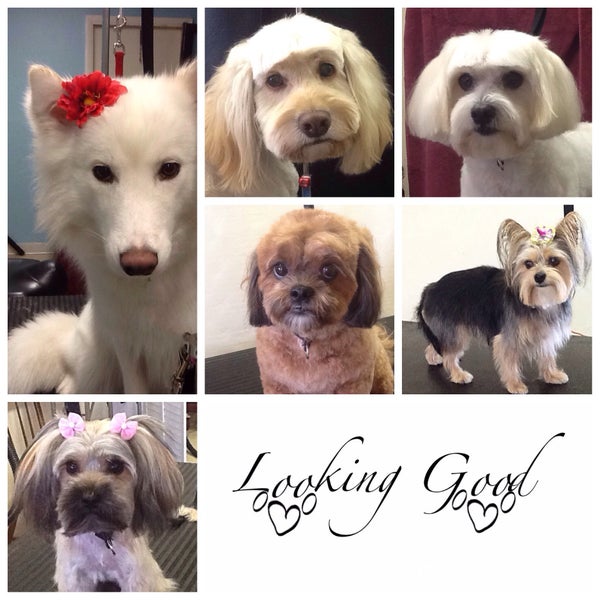 Looking Good Pet Spa 1 tip