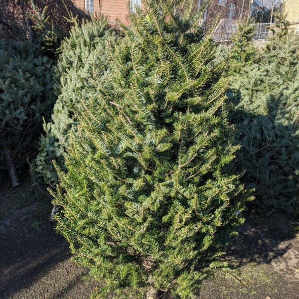 Queens Garden Nursery Whitestone 0 tips