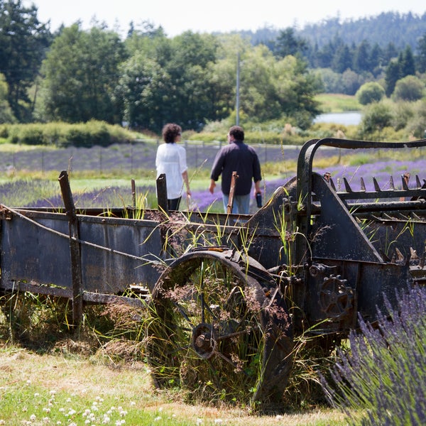 Das Foto wurde bei Pelindaba Lavender Farm von Pelindaba Lavender Farm am 6/24/2014 aufgenommen