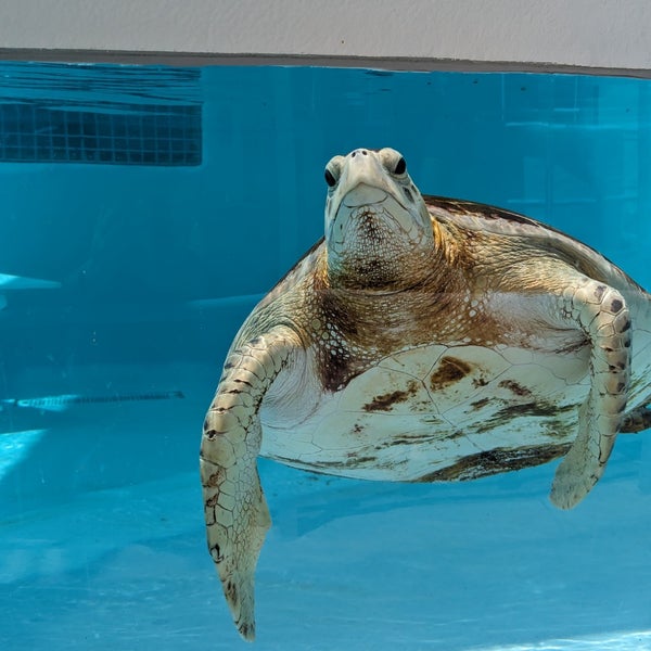 Photo taken at Loggerhead Marinelife Center by Chase S. on 6/2/2024