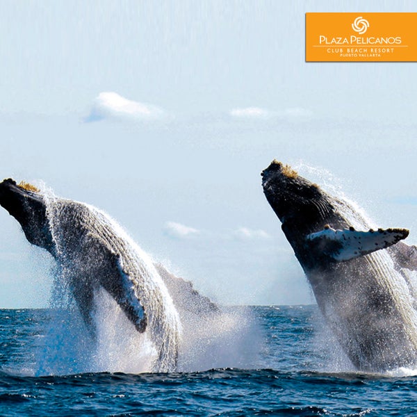 En esta temporada, toma un recorrido por la bahía y disfruta de avistamiento de ballenas