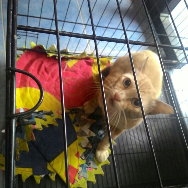 Klinik Haiwan Pasir Mas - Bandar Pasir Mas