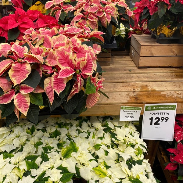 Nursery Garden Center Mississauga Fasci Garden