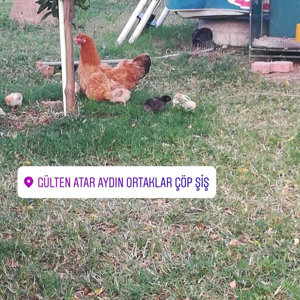 6/8/2019にEyüphan K.がGülten Atar Aydın Ortaklar Çöp Şişで撮った写真