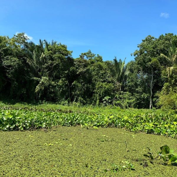 10/7/2023にĐorđe P.がGamboa Rainforest Resortで撮った写真