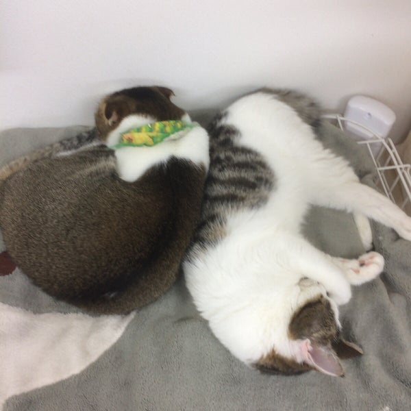 猫カフェ Nyanchi Cafe In 野々市市 猫カフェ Nyanchi Cafe In 野々市市