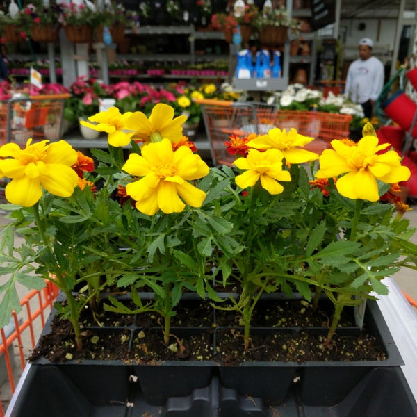 Photos At The Home Depot Waltham Ma