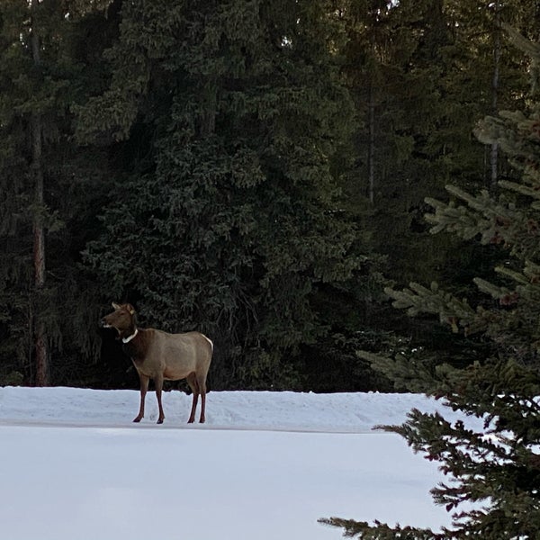 Photo taken at Town of Banff by Ian R. on 3/12/2020