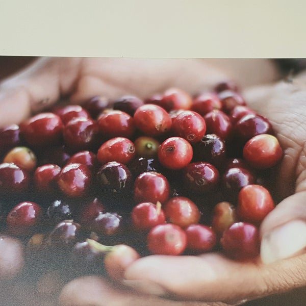 8/22/2016にVincent L.がTaylor Maid Farms Organic Coffeeで撮った写真