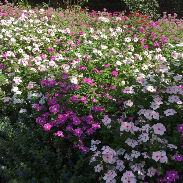 Helen's Garden 701 E. Main