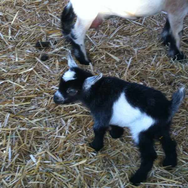 Das Foto wurde bei The Belmont Goats von Karen S. am 9/4/2013 aufgenommen