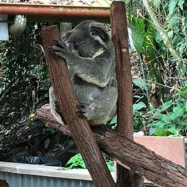 10/21/2017 tarihinde Cat M.ziyaretçi tarafından Kuranda Koala Gardens'de çekilen fotoğraf