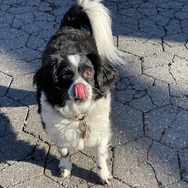 West 105th Street Dog Run Riverside Park Dog Park in New York