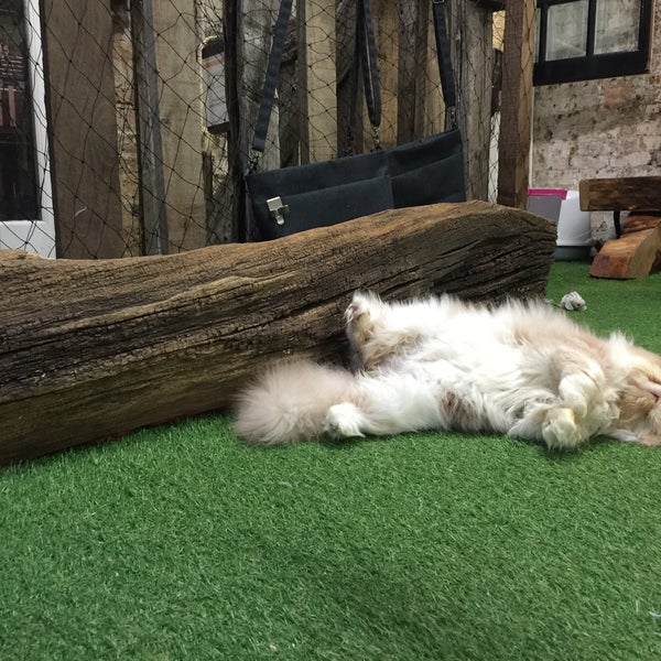 12/6/2015にNikita K.がLondon Cat Villageで撮った写真