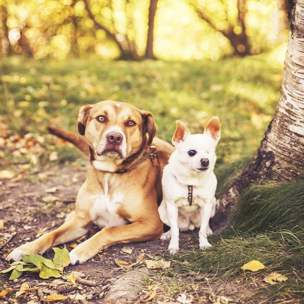 Ada Veterinary Hospital Veterinarian in Boise