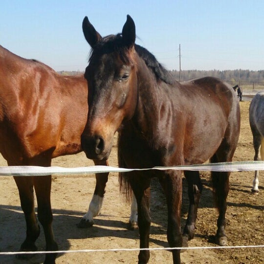 Лисино конеферма. Казачьи забавы должанская. Конеферма чадыр лунга. Конеферма должанская. Картинка конферма чадыр лунге.