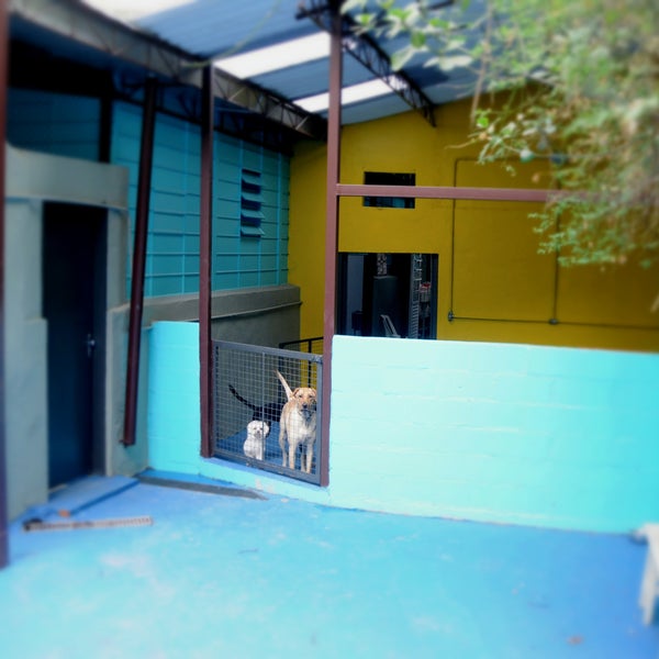 A Ventura Veterinária está de cara nova! Nossa loja cresceu, está mais aconchegante e nosso banho e tosa está super moderno. O espaço do day care e hotel está mais amplo e bonito! Você vai amar!!