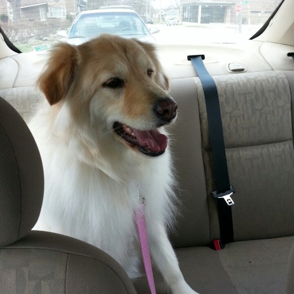 The Pet Set 3448 Ridge Rd