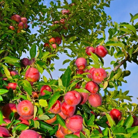 10/8/2012 tarihinde Allie L.ziyaretçi tarafından Applecrest Farm Orchards'de çekilen fotoğraf