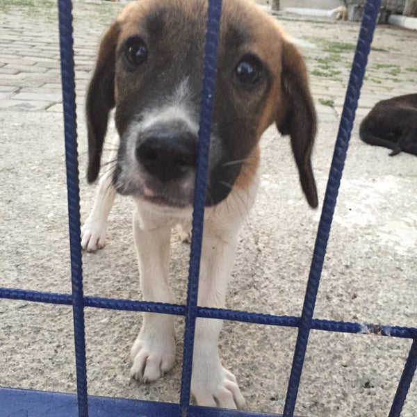 Bodrum Hayvan Barinagi Kopek Gezdirme Alani Da Fotograflar