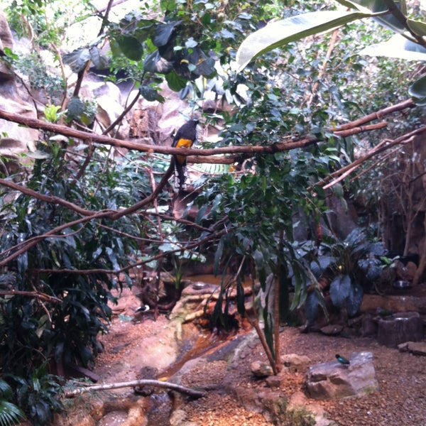 Memphis Zoo Tropical Bird House Evergreen Historic District 1 tip