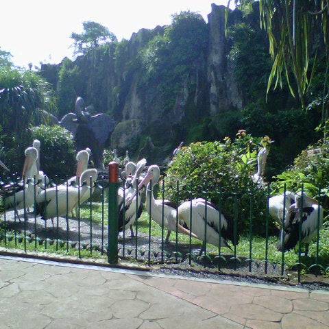 Kebun Binatang Ragunan Jakarta Selatanの動物園<script async src=