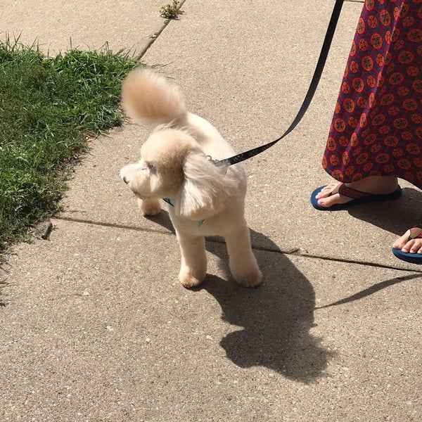 craigslist michiana pets