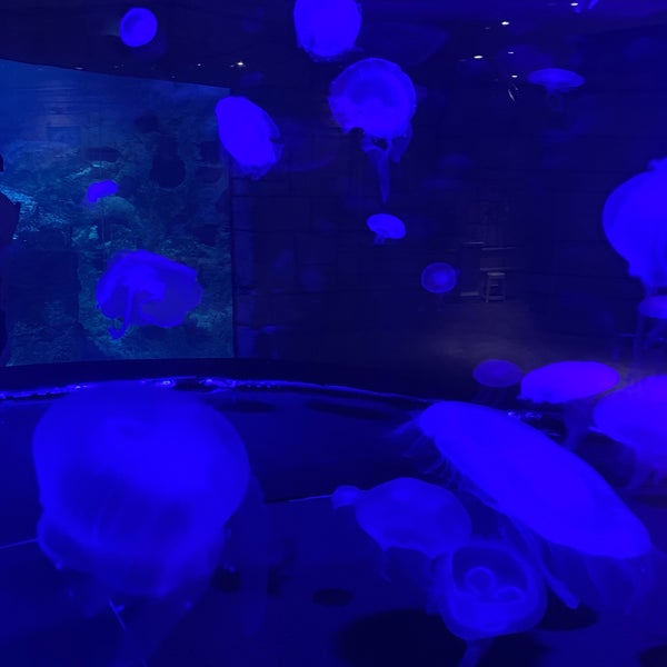 รูปภาพถ่ายที่ Shark Reef Aquarium โดย Michael P. เมื่อ 10/10/2019