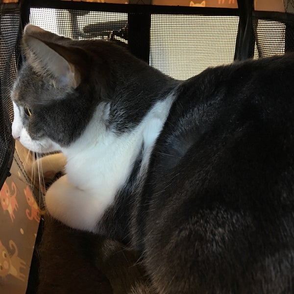 banfield pet hospital progress ridge