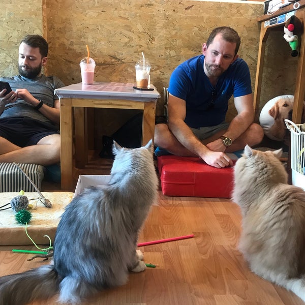 Photo taken at Catmosphere Cat Café by Saba on 1/10/2019
