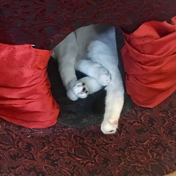 Foto tomada en Lady Dinah&#39;s Cat Emporium  por Stiina . el 7/25/2017