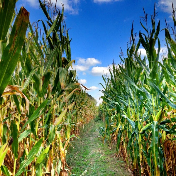 Collection 96+ Pictures Maize Valley Winery & Craft Brewery Photos Latest