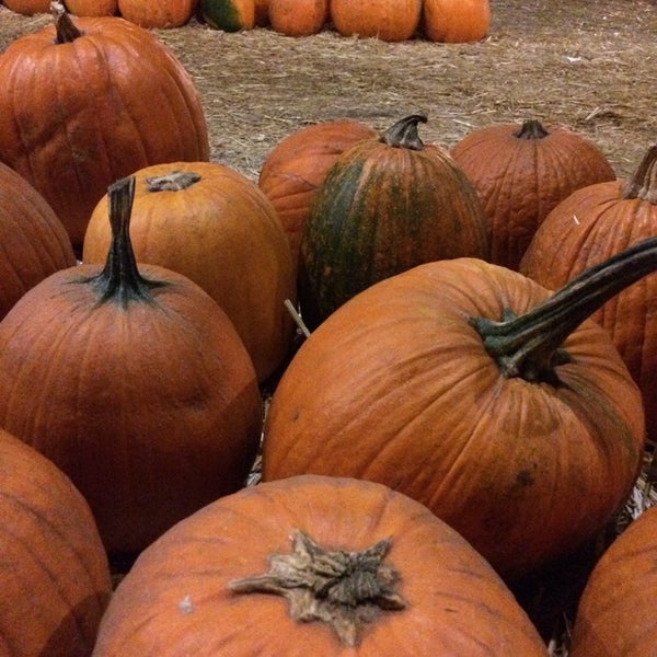 10/27/2014 tarihinde Ariadna A.ziyaretçi tarafından Mr. Bones Pumpkin Patch'de çekilen fotoğraf