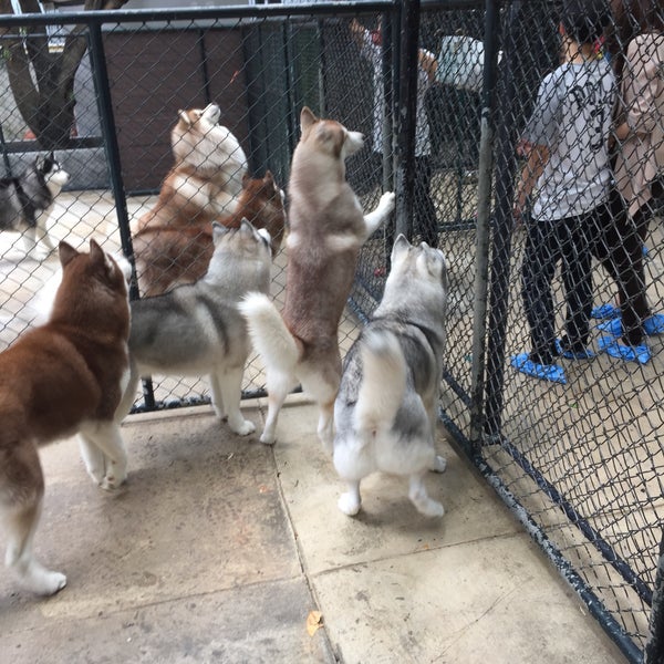 Photos at Husky House 1 tip