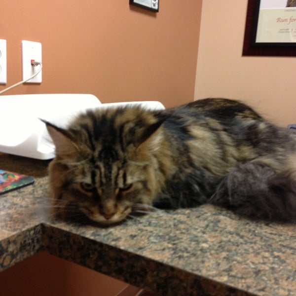 Scottsdale Cat Clinic Downtown Scottsdale 2 tips