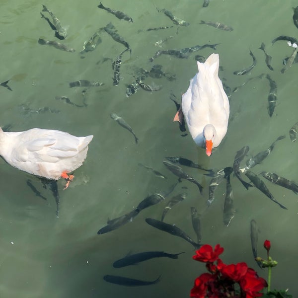 รูปภาพถ่ายที่ Saklı Göl Restaurant &amp; Nature Club โดย 🌼hayriye เมื่อ 7/21/2019