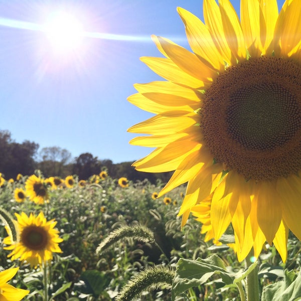 Photo taken at Sussex County Sunflower Maze by Raisa F. on 9/20/2015