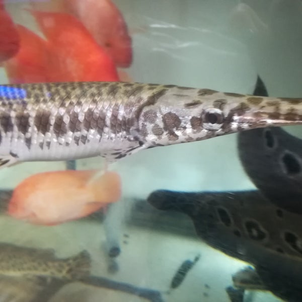 Fotos En 小林市出の山淡水魚水族館 小林市 宮崎県