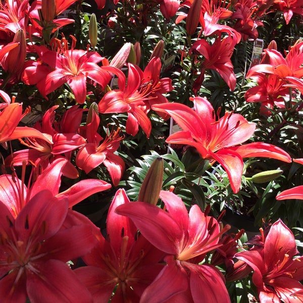 Lowe's Menifee'de Hırdavat Mağazası