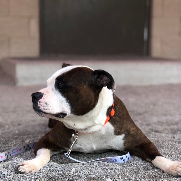 Franklincountydogs store