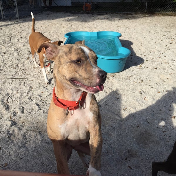 Humane Society of Manatee County - 1 tip