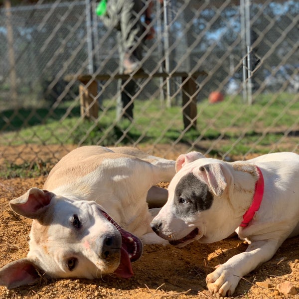 Collierville Animal Shelter Collierville, TN
