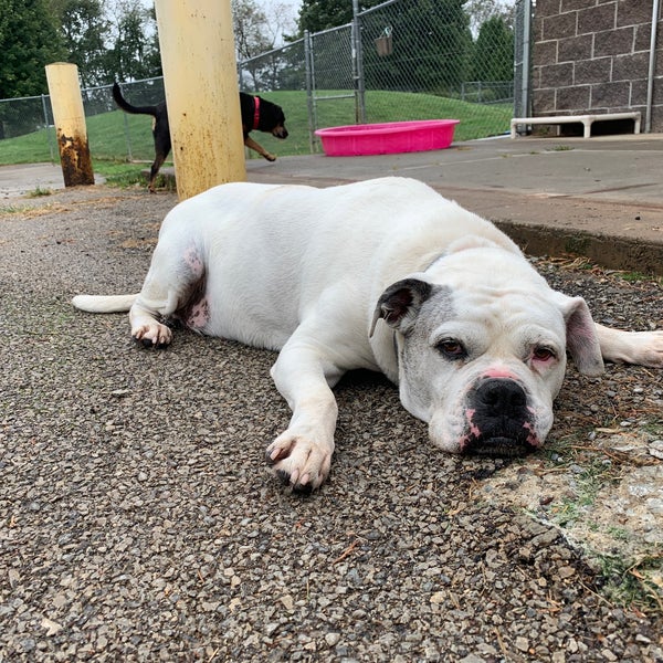 Butler County Humane Society