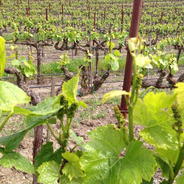4/27/2014에 Mark E.님이 Sonoma-Cutrer Vineyards에서 찍은 사진
