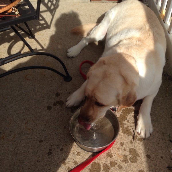 The food and atmosphere are great!  Summer Mondays you can bring your dog to the patio and they'll make them a special dinner and desert and even provide a water dish.