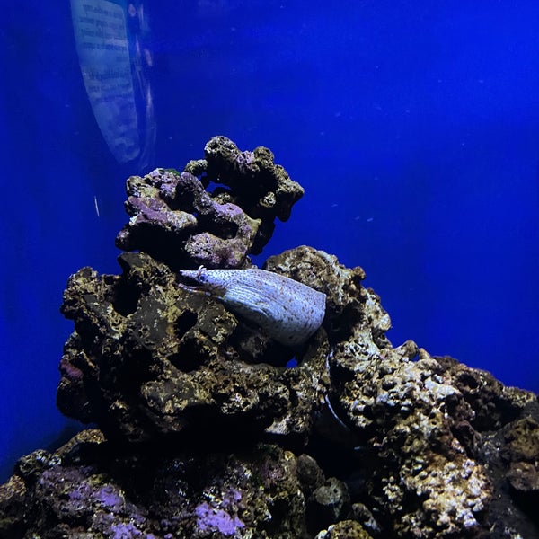 Photo taken at Waikiki Aquarium by Eric N. on 3/4/2022