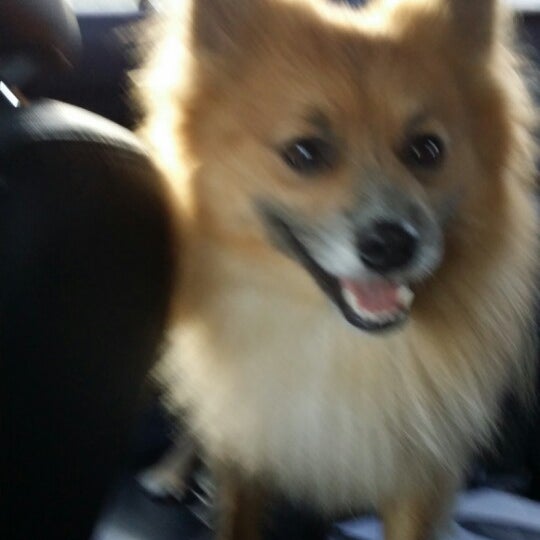 my pets animal hospital Pets hospital animal